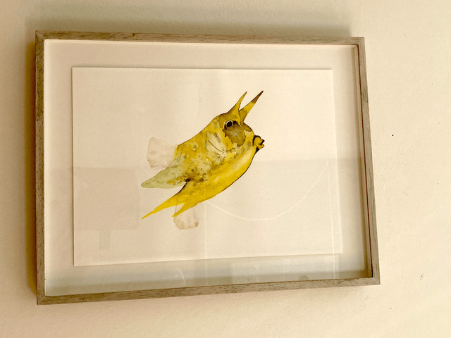 boxfish