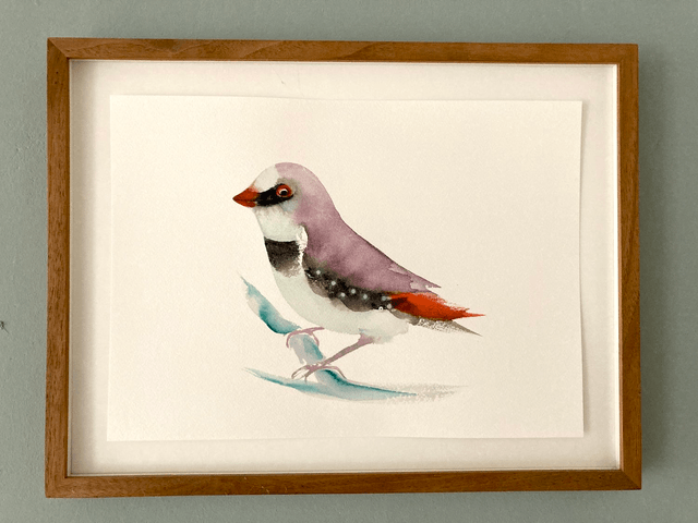 beautiful finch