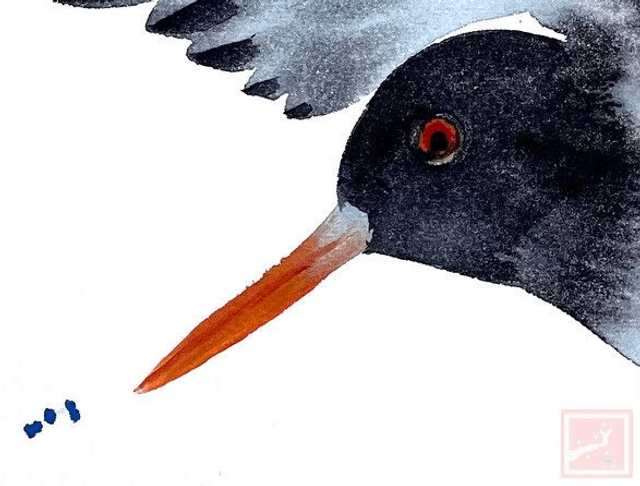 oyster catcher #3