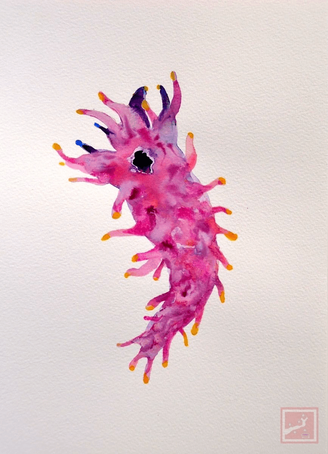 sea slug