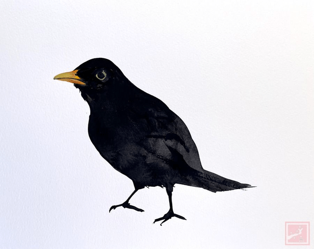 black bird