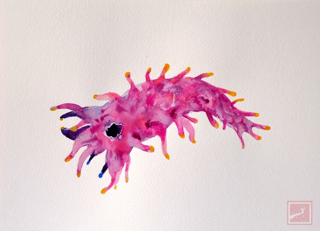 sea slug