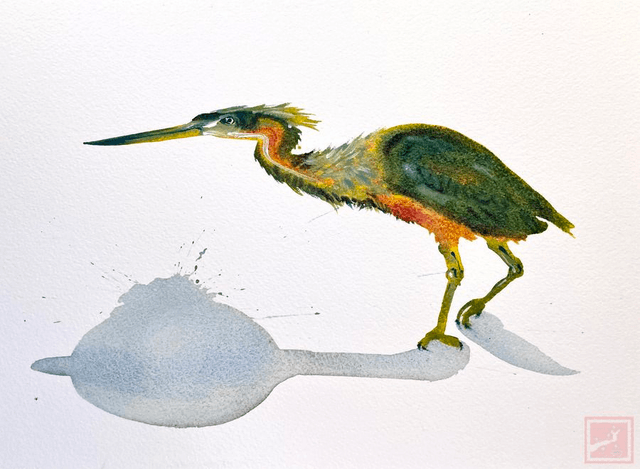 little green heron
