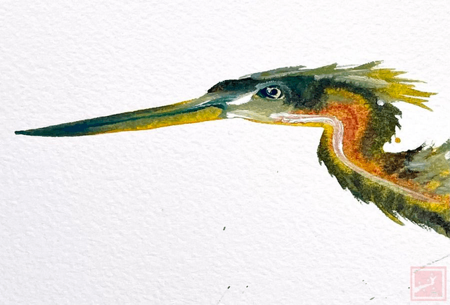 little green heron
