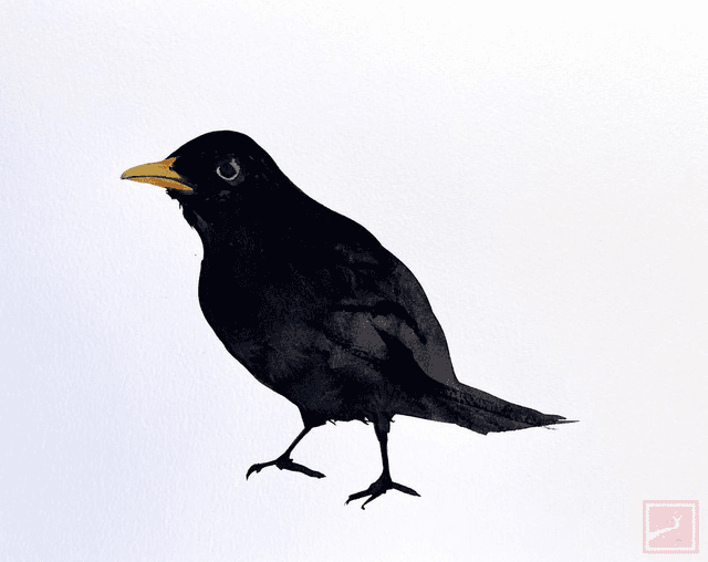 black bird