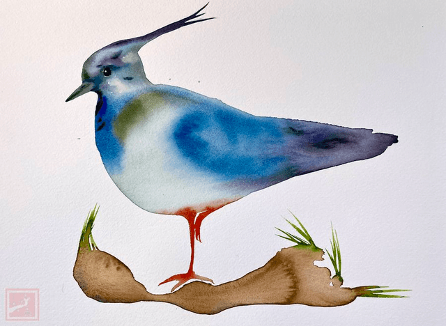 lapwing #7