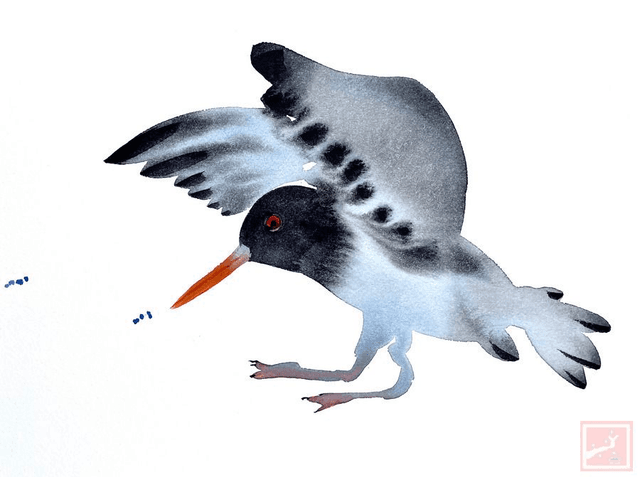 oyster catcher #3