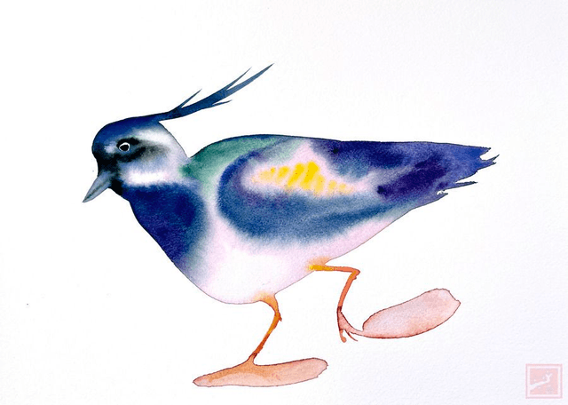 lapwing #4