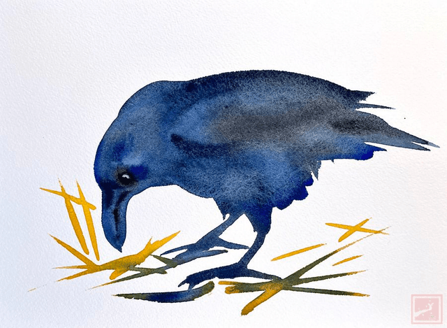 young crow