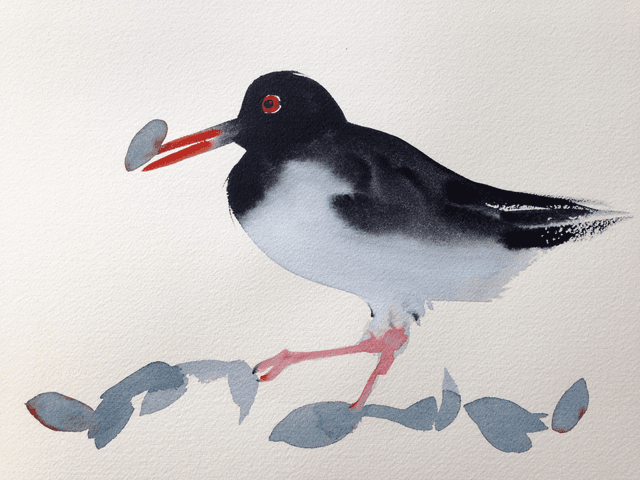oyster catcher #2