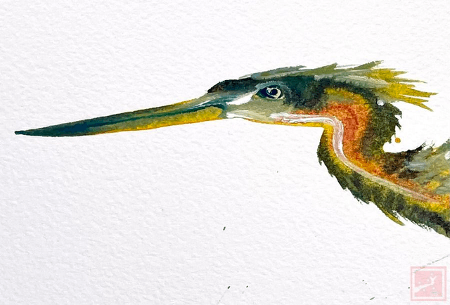 little green heron